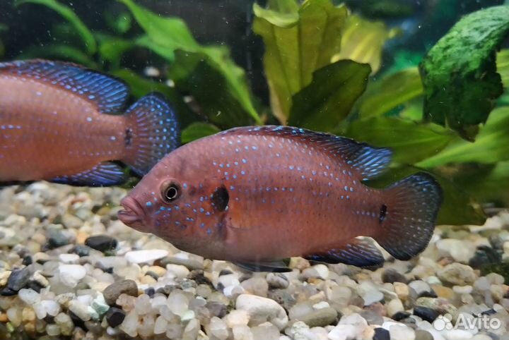 Аквариумные рыбы. Цихлиды