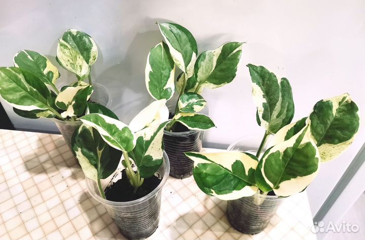 Сциндапсус, эпипремнум ч.1