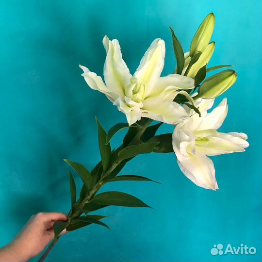 Цветы лилии