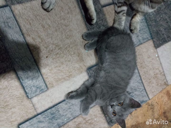 Шотландские котята