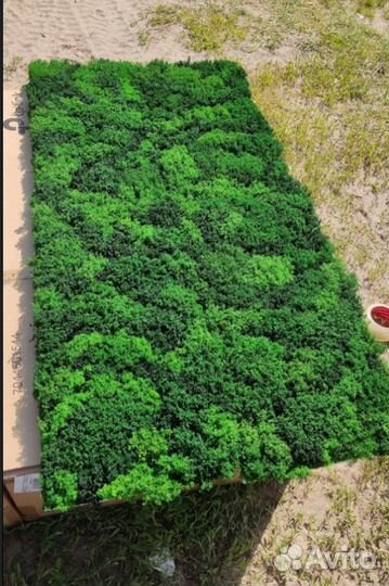 Готовые панели 25х50см от производителя мох