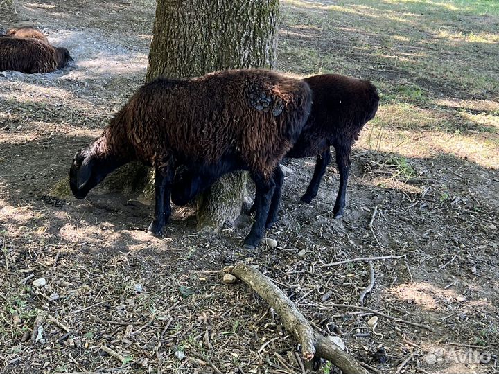 Овцы эдильбаевской породы