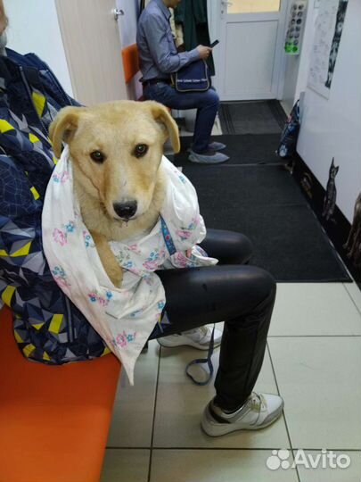 Щенок девочка в добрые руки