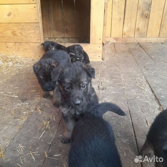 Немецкая овчарка