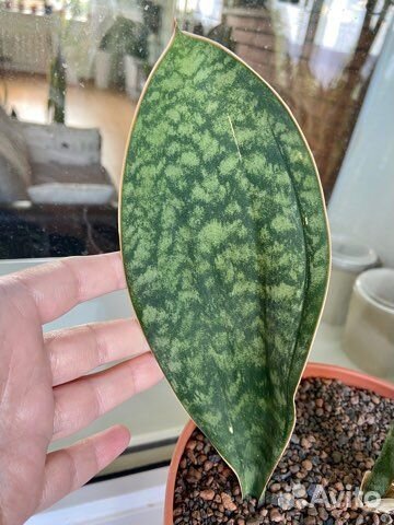 Сортовые сансевиерии 2