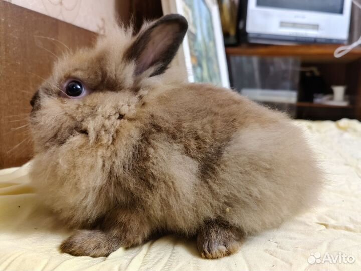 Карликовые львиноголовые крольчата