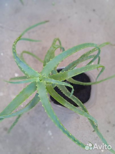 Алоэ (древовидный)