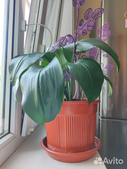 Эухарис амазонская лилия