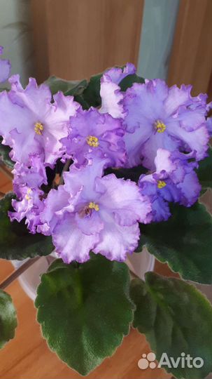 Детки сортовых фиалок