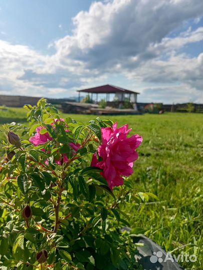 Сдам в аренду дом в деревне