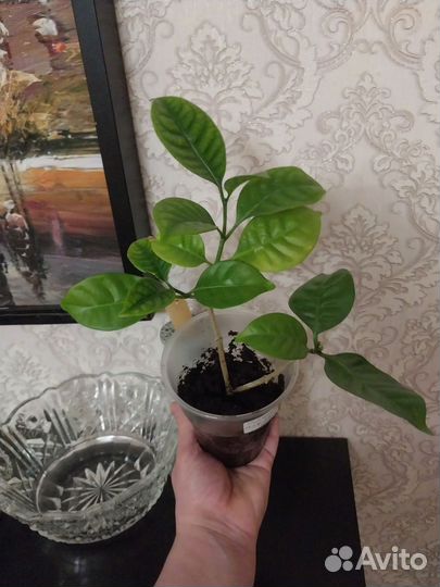 Табернемонтана