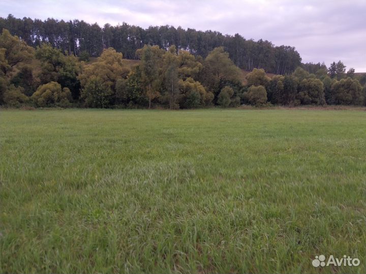 Сено в рулонахкуплю луговое