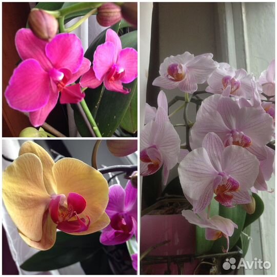 Орхидея фаленопсис
