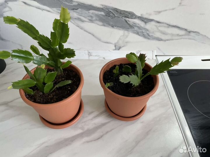 Декабрист шлюмбергера