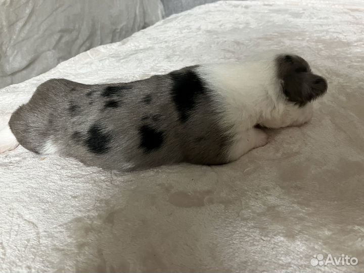 Вельш корги кардиган