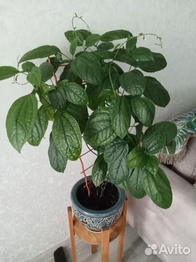 Клеродендрум