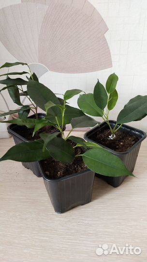 Комнатные цветы