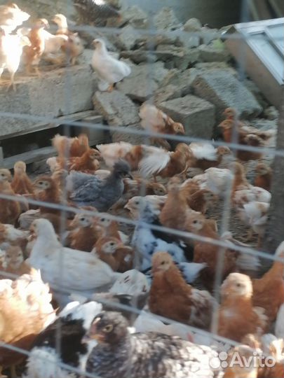 Куры цыплята
