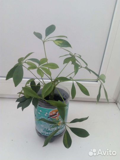 Шефлера и мята комнатная,драцена