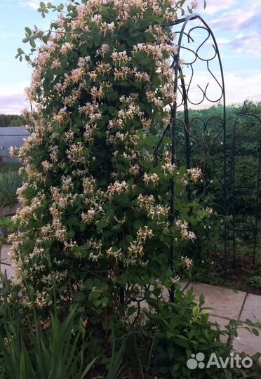 Каприфоль лиана