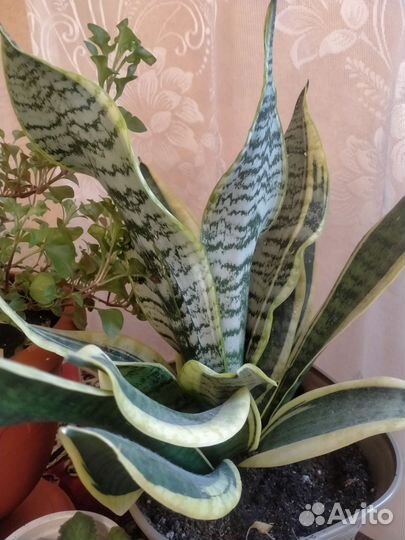 Сансевиерия