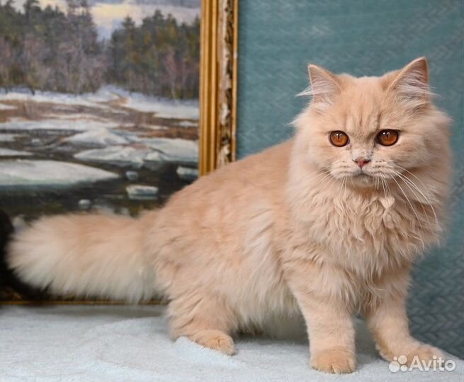 Кремовый длинношерстный мальчик