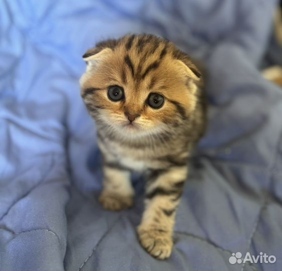 Шотландская вислоухая