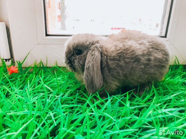 Мини карликовый кролик