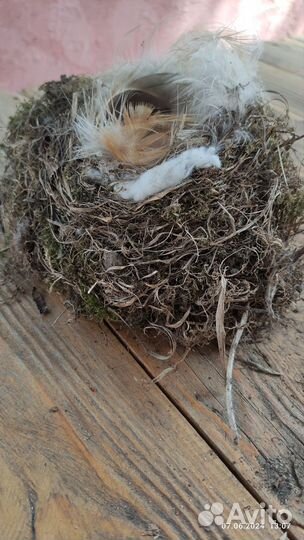 Гнездо птиц натуральное