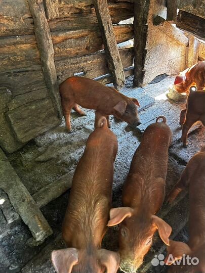 Поросята дюрок
