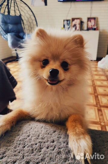 Померанский шпиц медвежьего типа девочка