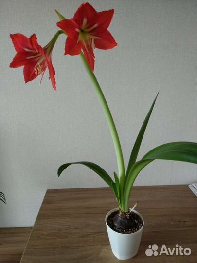 Гиппеаструм