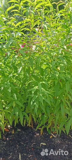 Персики саженцы