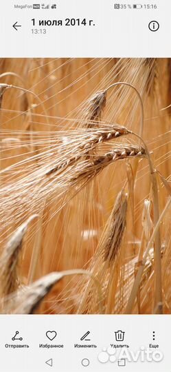 Продам ячмень