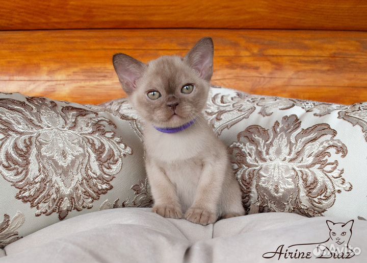 Европейская бурма