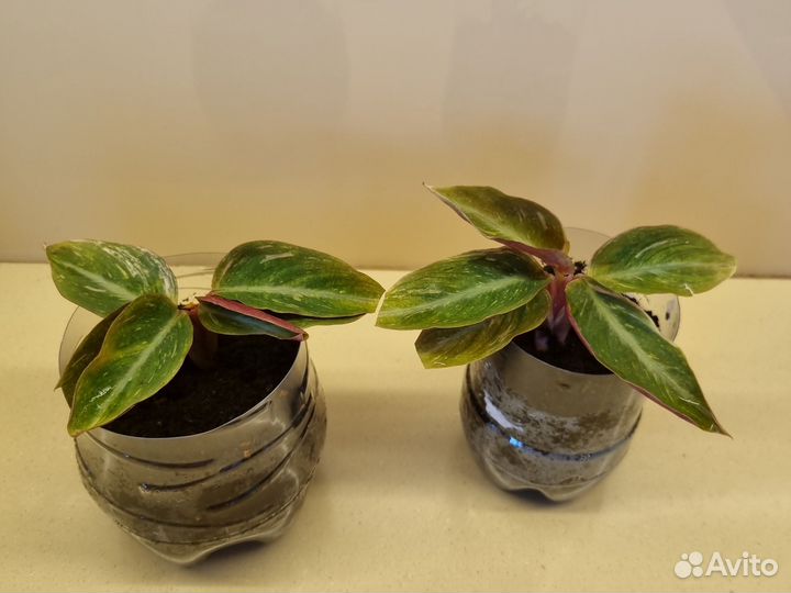 Цветок строманта