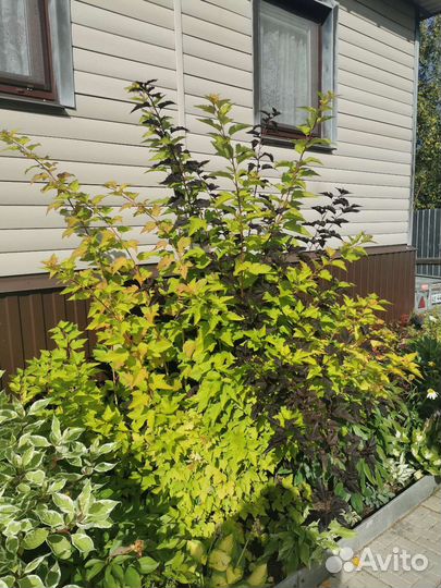 Пузыреплодник