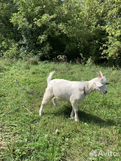 Козлята