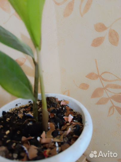 Замиокулькас