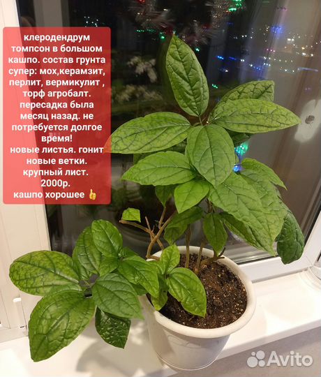 Спатифиллум крупнолистный.и др цветы для квартиры