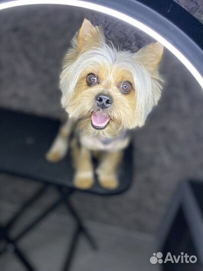 Йоркширский терьер вязка