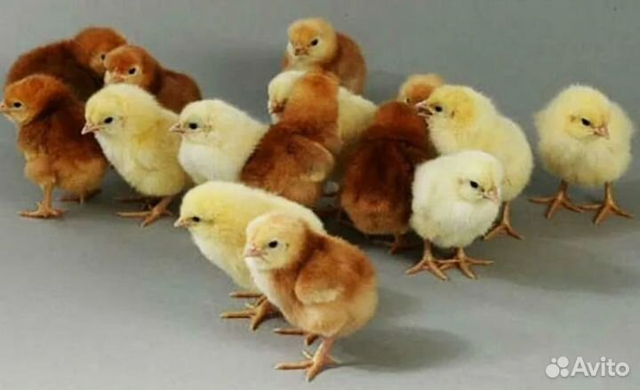 Цыплята суточные Ломан браун