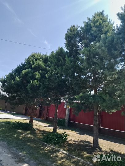 Сосна на штамбе 4-5м