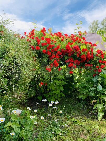 Дача 29,5 м² на участке 5,3 сот.