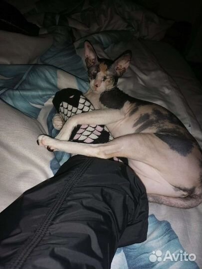 Кошка Сфинкс Флок