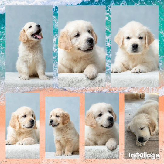 Голден ретривер