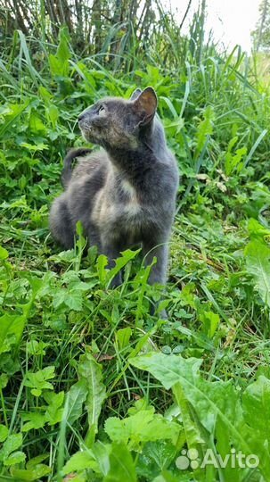 Молодая кошка