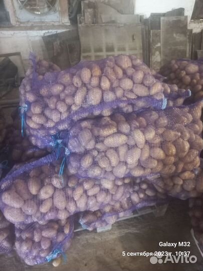 Продам картофель
