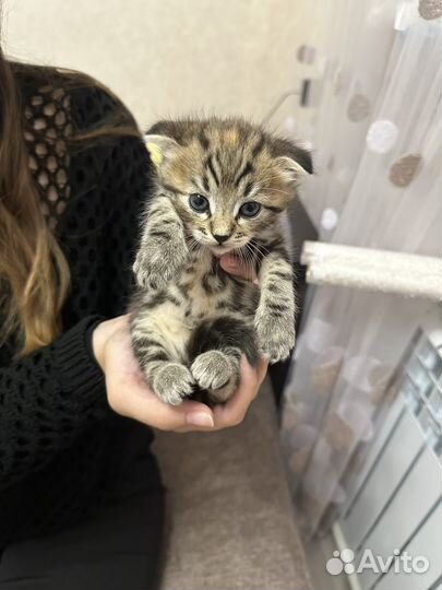 Котенок в добрые руки