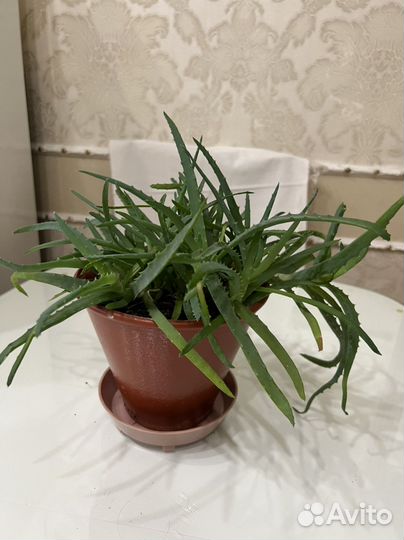 Алоэ (Рашпиль)